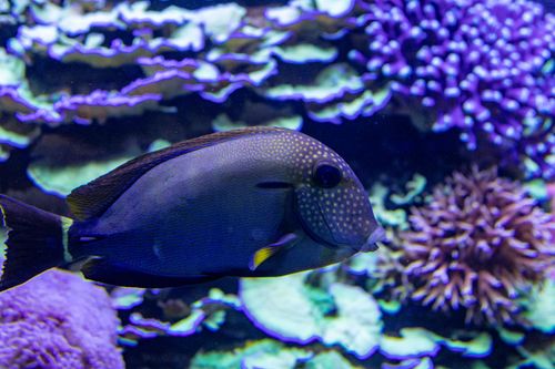 Stängselrevet Reef