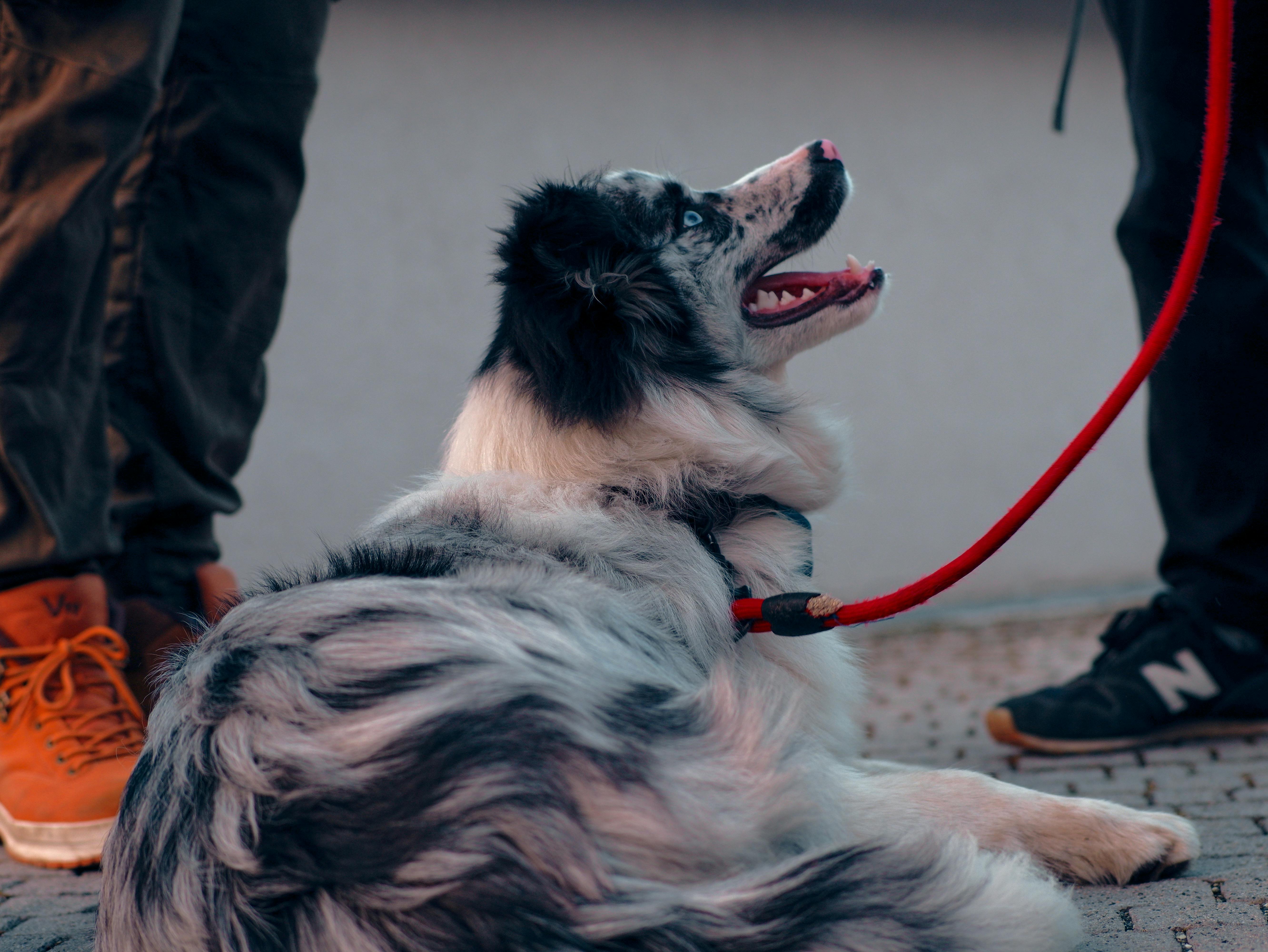 pet care pet safety — Photo by William Gevorg Urban on Pexels