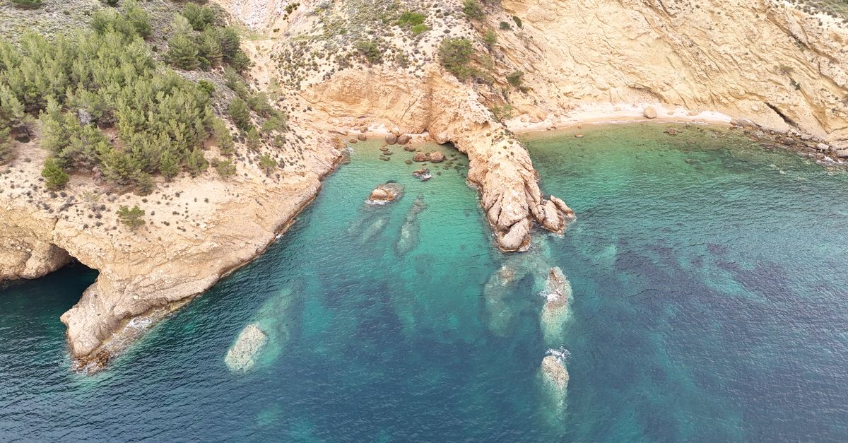 plesiosaurs