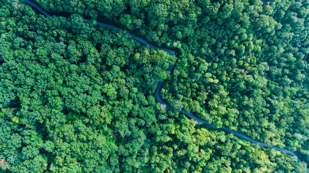 航拍镜头令人惊叹，展现出一片充满活力的绿色森林，一条蜿蜒的道路从中穿过，画面拍摄于日光之下
