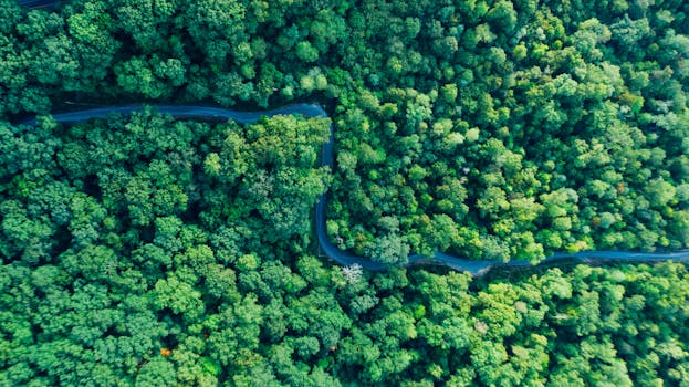 一条蜿蜒的道路穿过郁郁葱葱的森林，这是从上方拍摄的景象