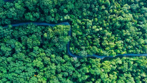 Free A winding road cuts through a lush green forest captured from above. Stock Photo