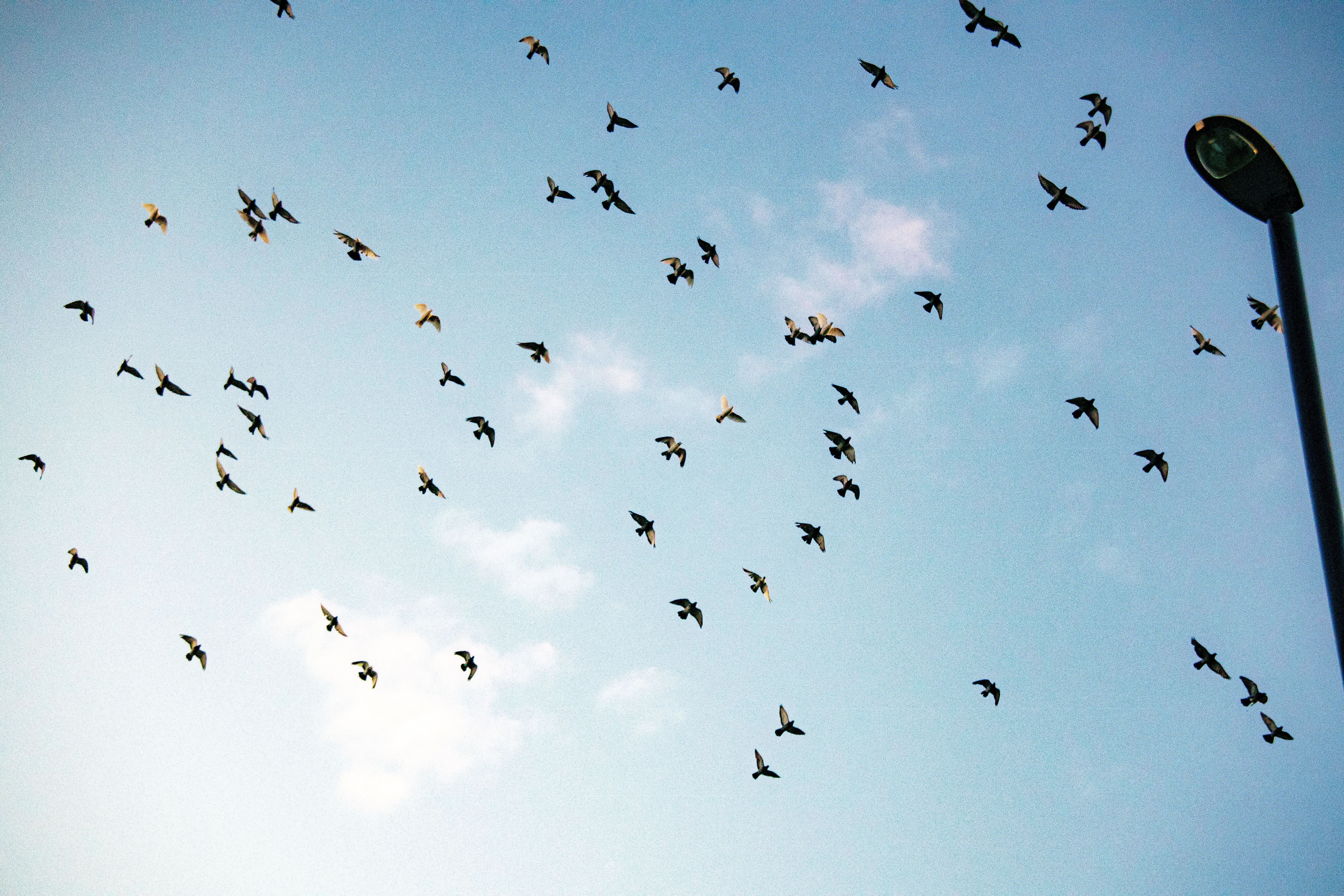 Flock of Birds Flying in Clear Blue Sky · Free Stock Photo