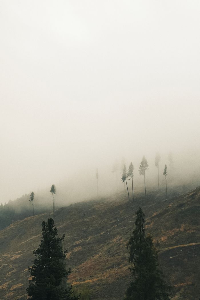 Pines on a hillside dissolving into fog. Photo by eberhard grossgasteiger on Pexels.
