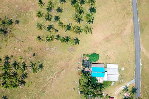Aerial View of Buildings and Coconut Palm Trees