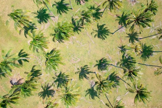 阳光明媚的天空下，令人叹为观止的棕榈树鸟瞰图在郁郁葱葱的绿草上投下阴影