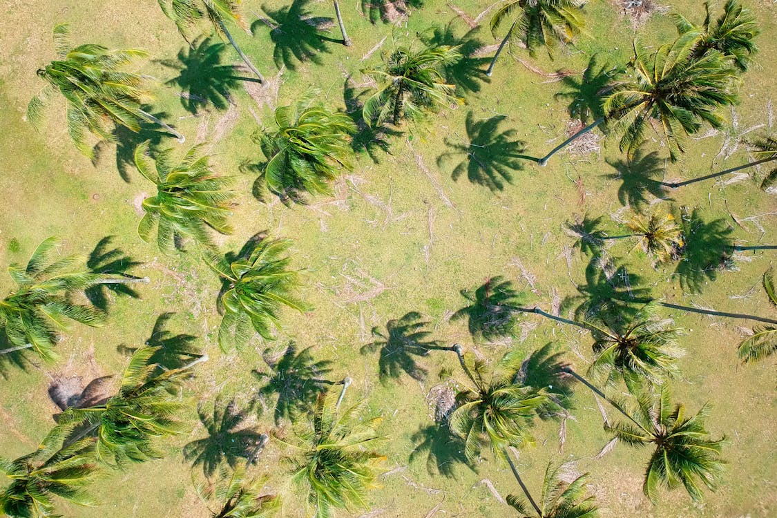 Gratis lagerfoto af kokostræer, luftfoto, palmer