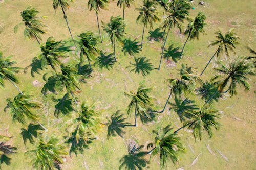 Фотография кокосовых пальм