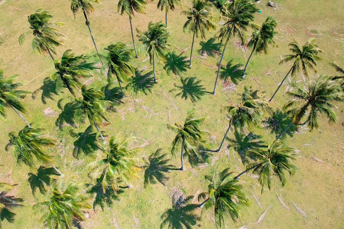 Gratis arkivbilde med kokospalmer, palmetrær, trær