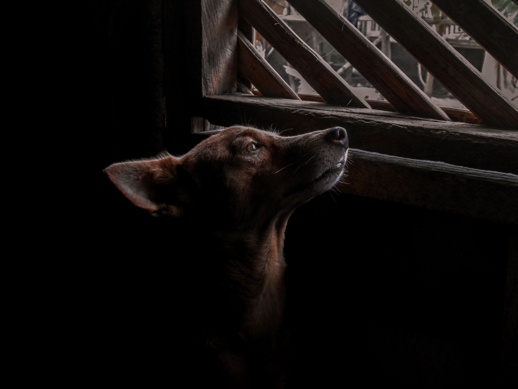 Portrait of a dog at a veterinary clinic