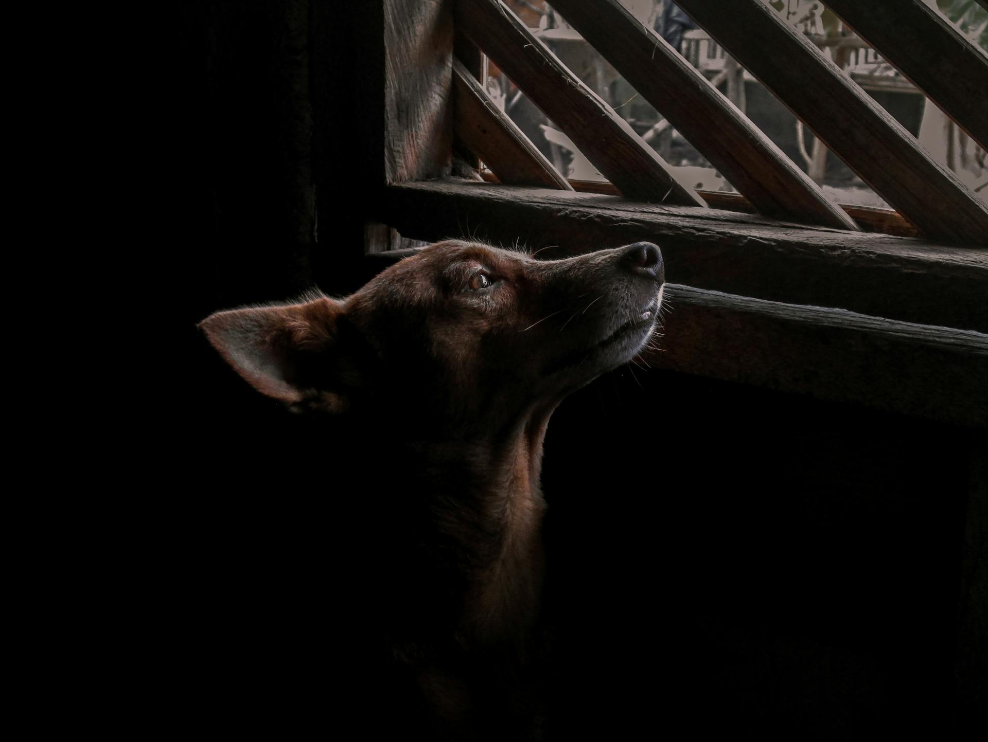 Contemplative Dog by a Wooden Window