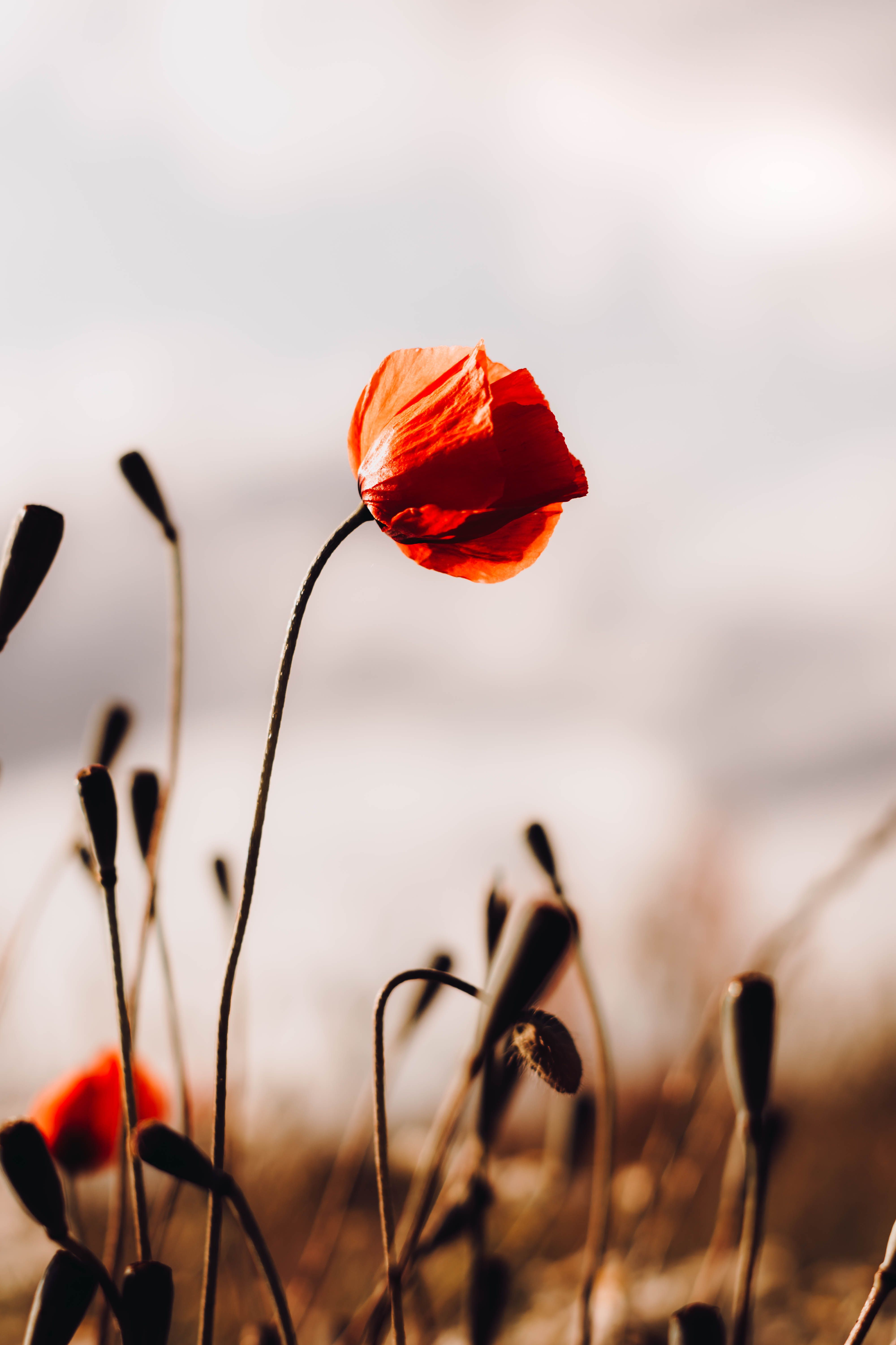 Close-up of a red poppy flower in a meadow, capturing its vibrant petals against a blurred background.