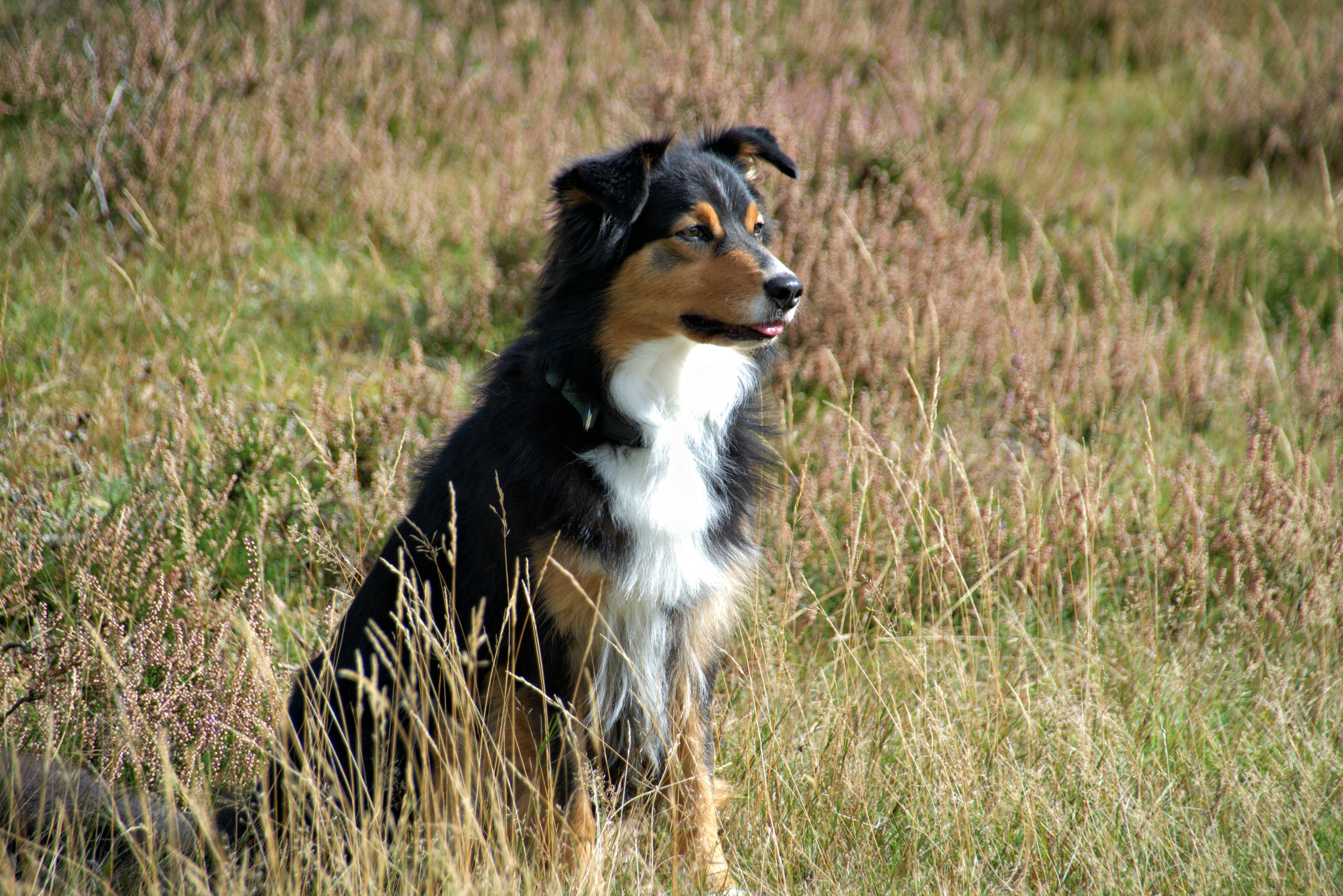 Australian Shepherd Dog in Grassland Outdoors