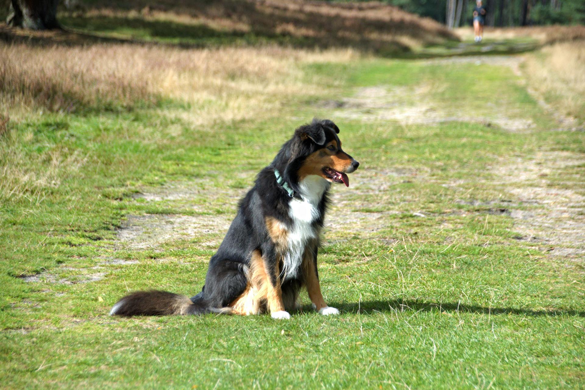 Australian Shepherd Dog Sitting on Forest Path