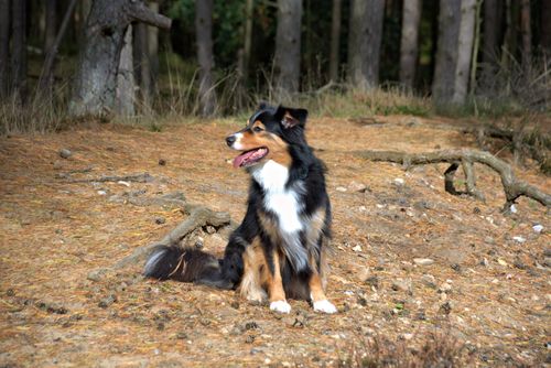 Free Border Collie sitting in a sunlit forest clearing with pine trees. Stock Photo