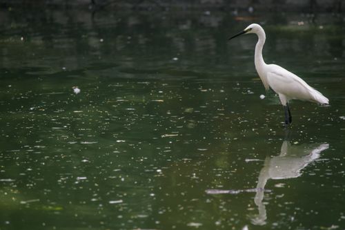 Free A solitary egret stands in reflective green waters, showcasing grace and tranquility. Stock Photo
