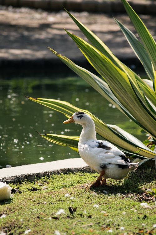 Free Duck near a pond surrounded by lush greenery on a sunny day. Stock Photo