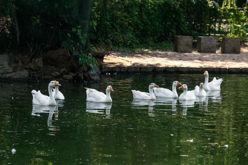 Free A group of white geese gracefully swim in a serene pond surrounded by lush greenery. Stock Photo