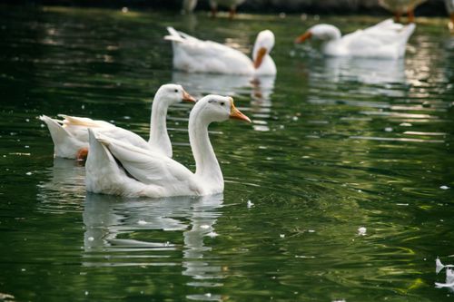 Free A serene scene of white ducks gracefully swimming in a green pond. Stock Photo