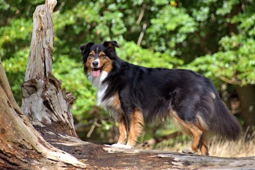 Free A happy Australian Shepherd dog standing on a fallen tree in a sunlit forest. Stock Photo