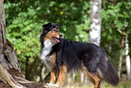 Free Beautiful Australian Shepherd dog standing in a sunny forest setting. Stock Photo