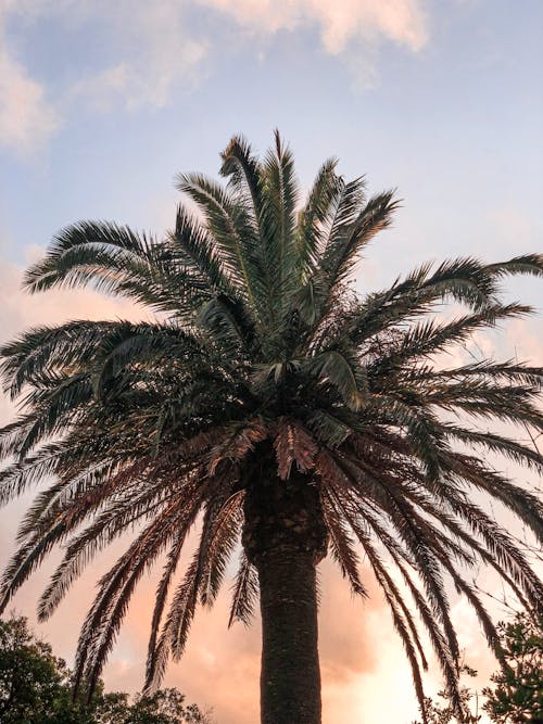 Free Palm Tree during Golden Hour Stock Photo