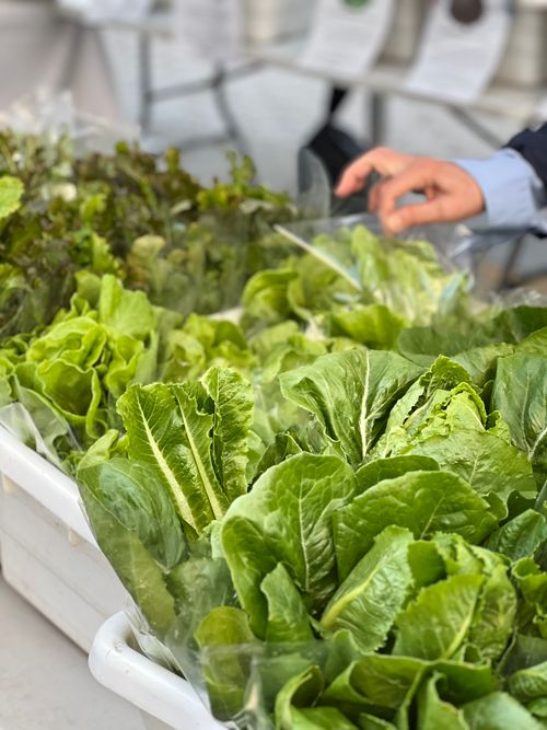Free Vibrant green lettuces displayed in a market setting, showcasing fresh produce. Stock Photo