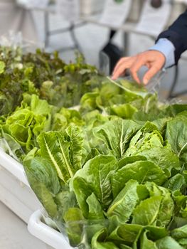 A close-up view of organic lettuce varieties at a farmers market stand.
