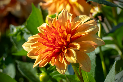 Free Close-up of a vibrant orange dahlia flower blooming in natural sunlight. Stock Photo