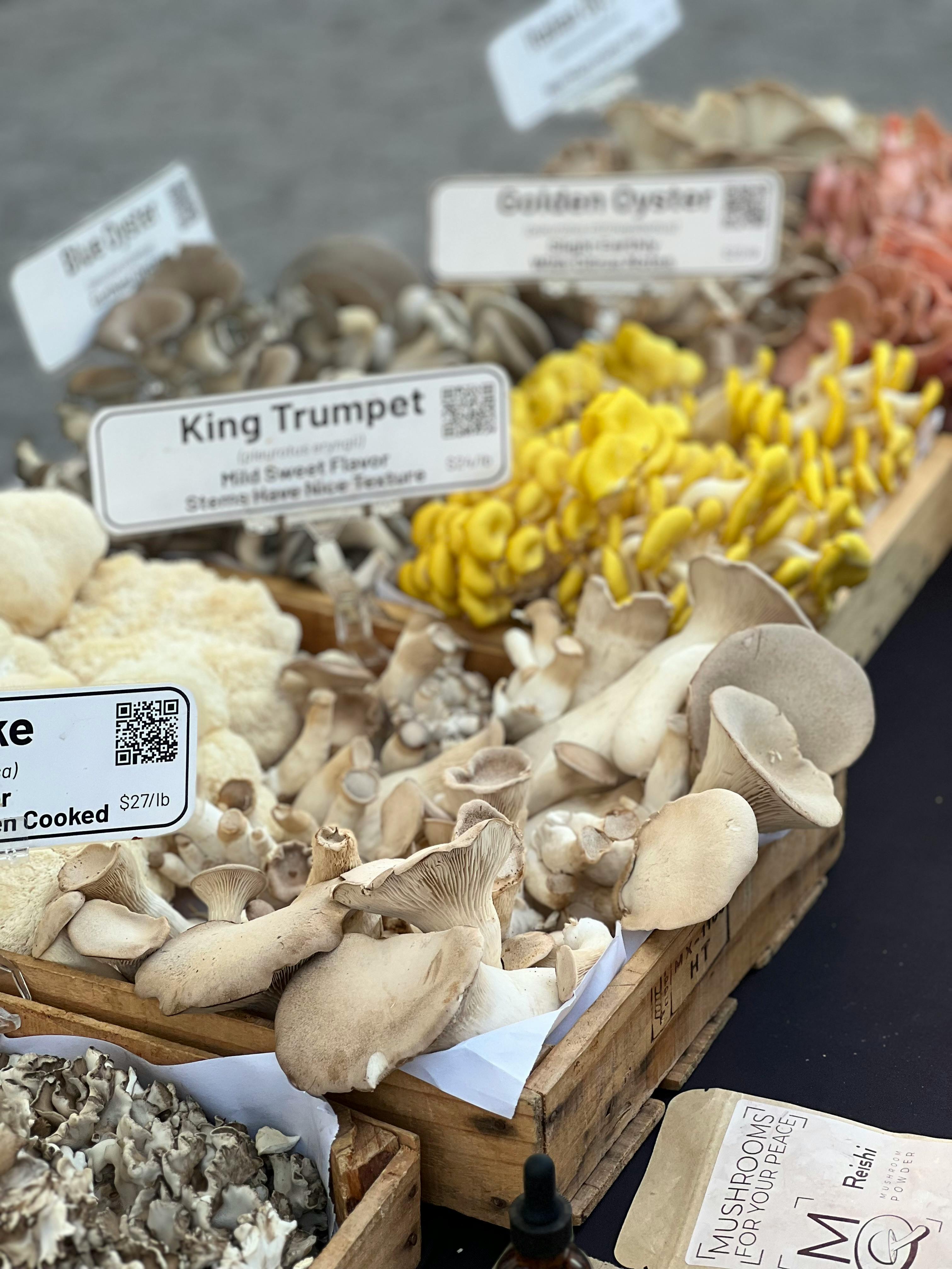 Growing Oyster Mushrooms at Home: A Beginner's Guide to Low-Tech Cultivation on Spent Coffee Grounds