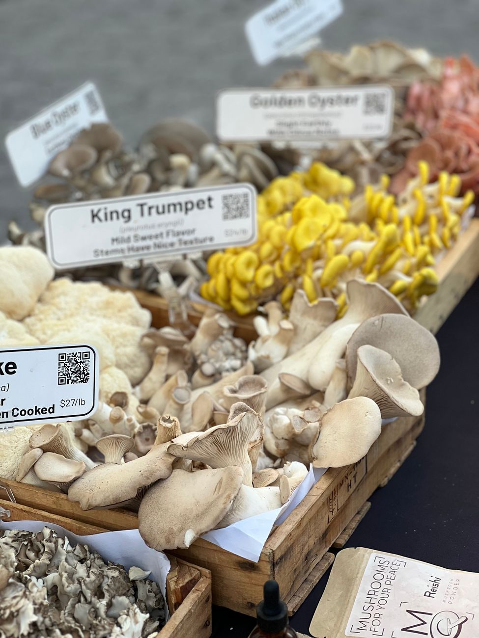 Growing Oyster Mushrooms at Home: A Beginner's Guide to Low-Tech Cultivation on Spent Coffee Grounds
