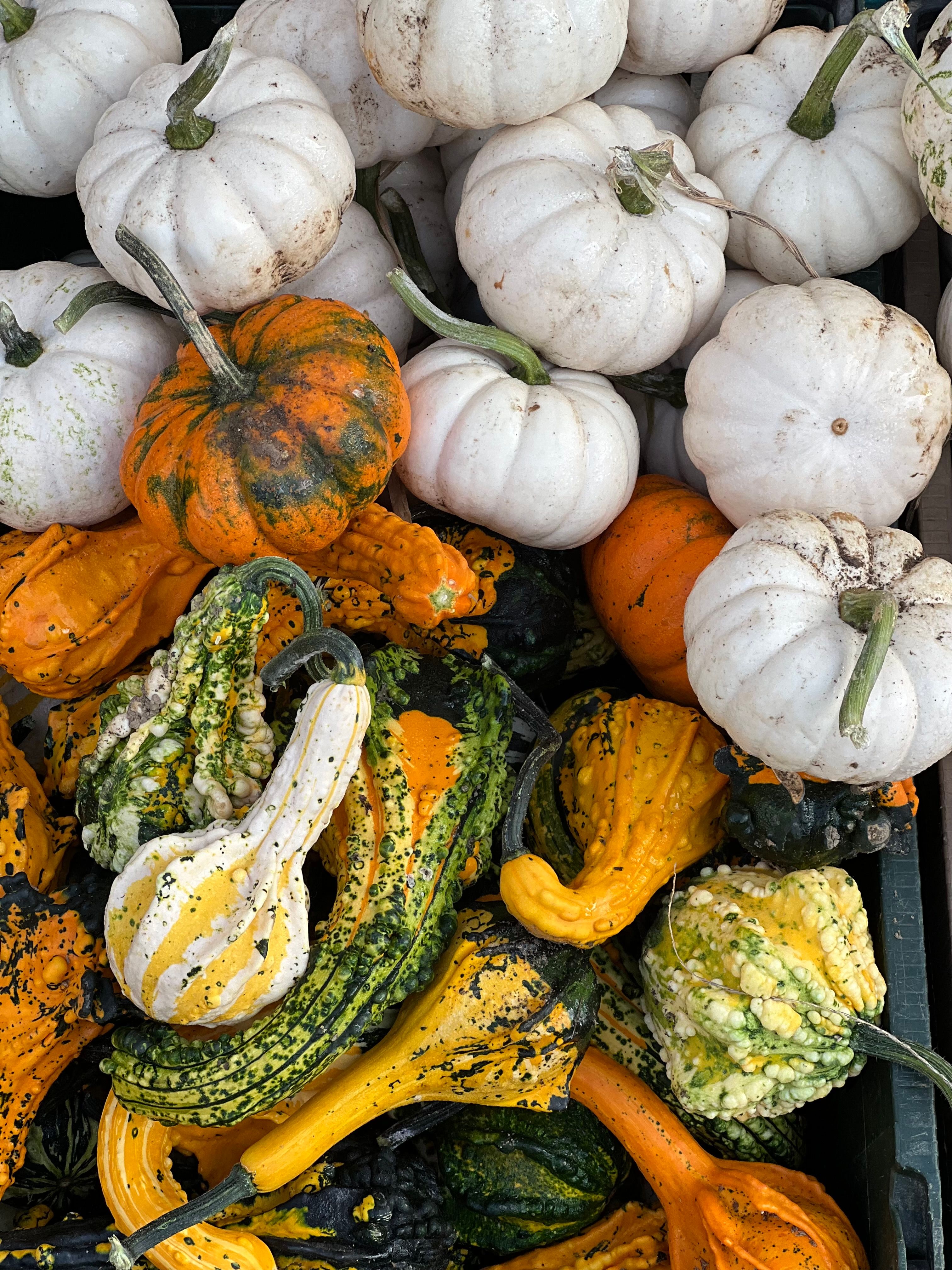 Colorful Autumn Gourds and Mini Pumpkins Display · Free Stock Photo