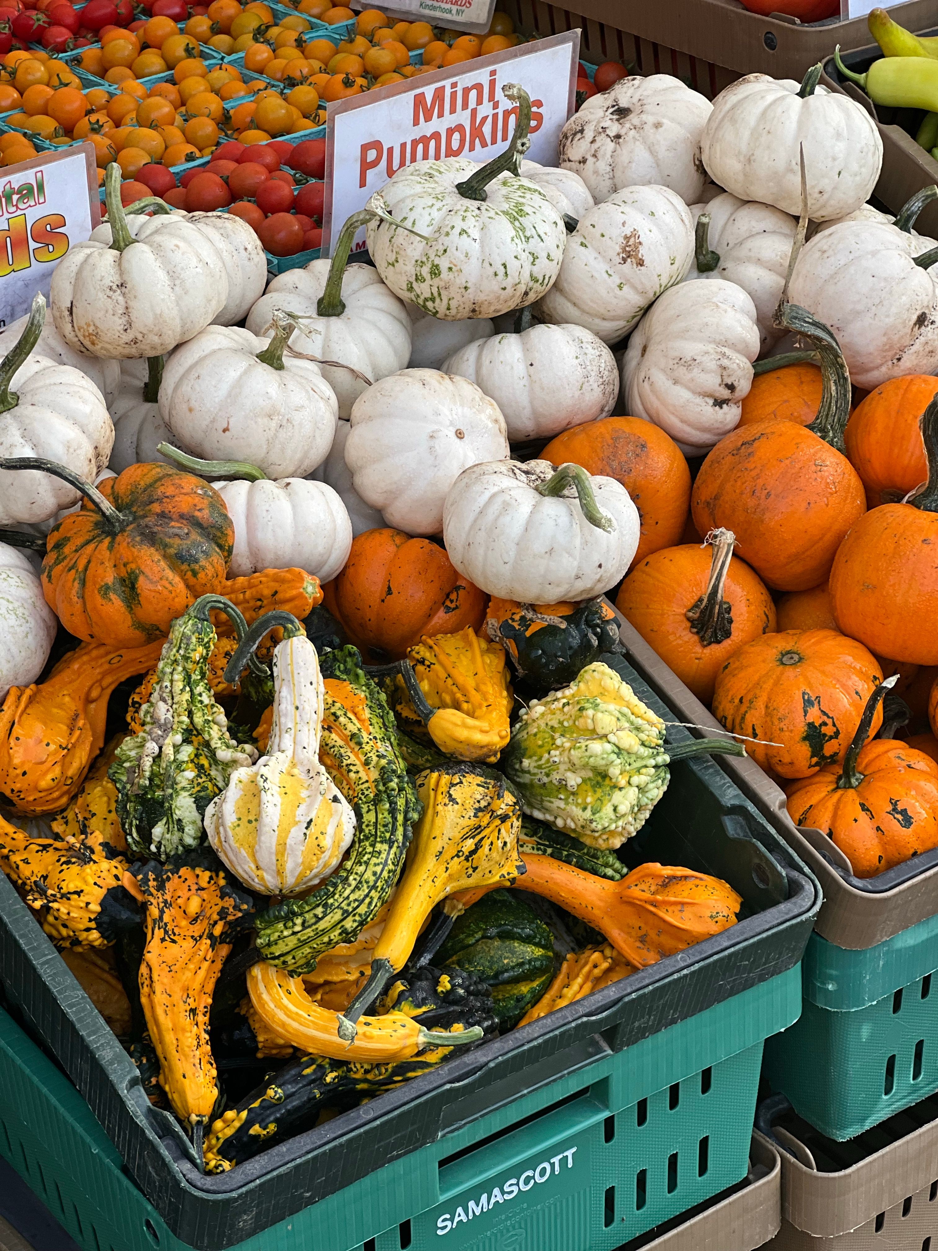 Colorful Display of Mini Pumpkins and Gourds · Free Stock Photo