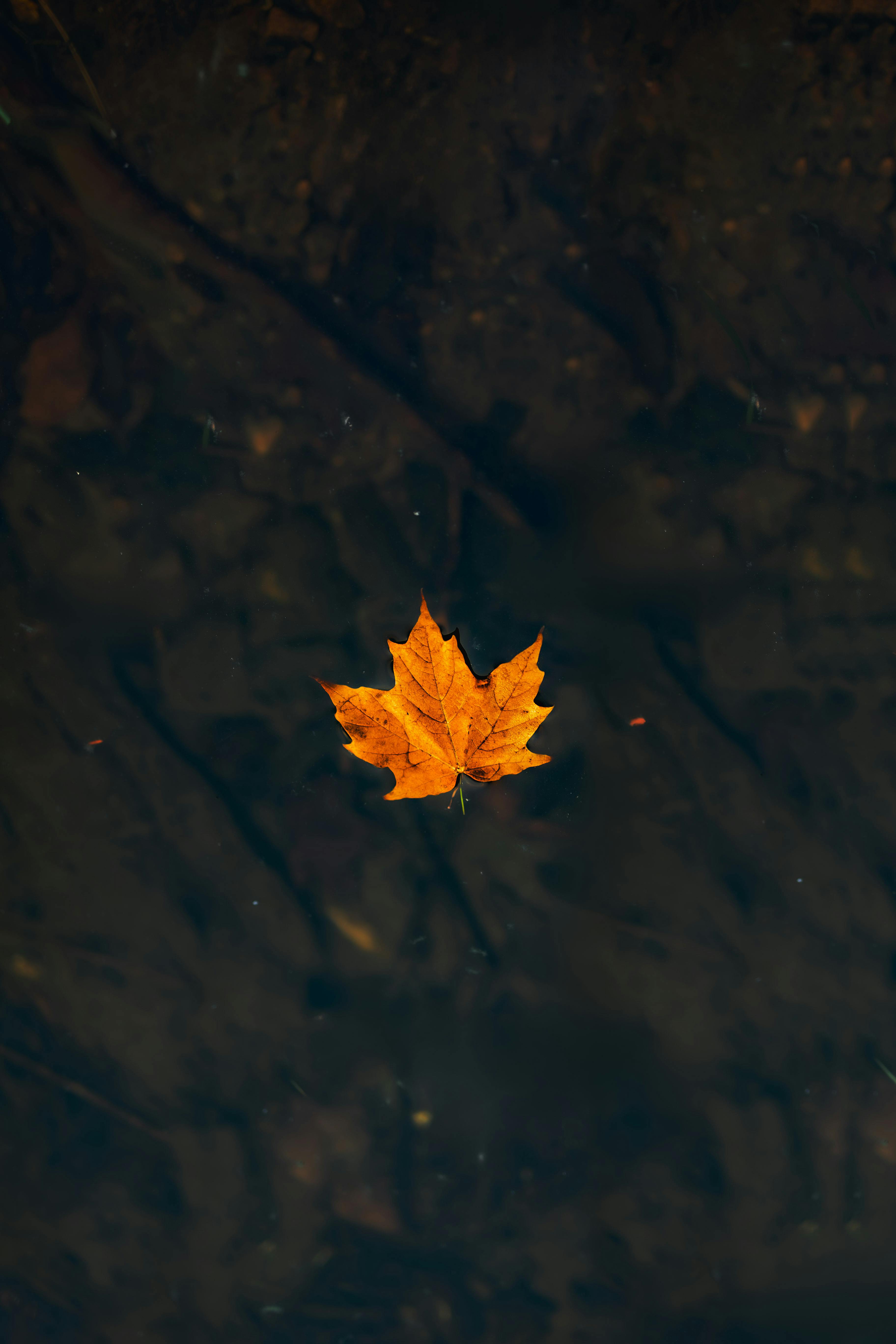 A single orange maple leaf floats on dark water, evoking solitude in autumn.