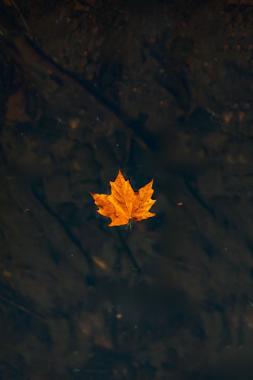 Free A single orange maple leaf floats on dark water, evoking solitude in autumn. Stock Photo