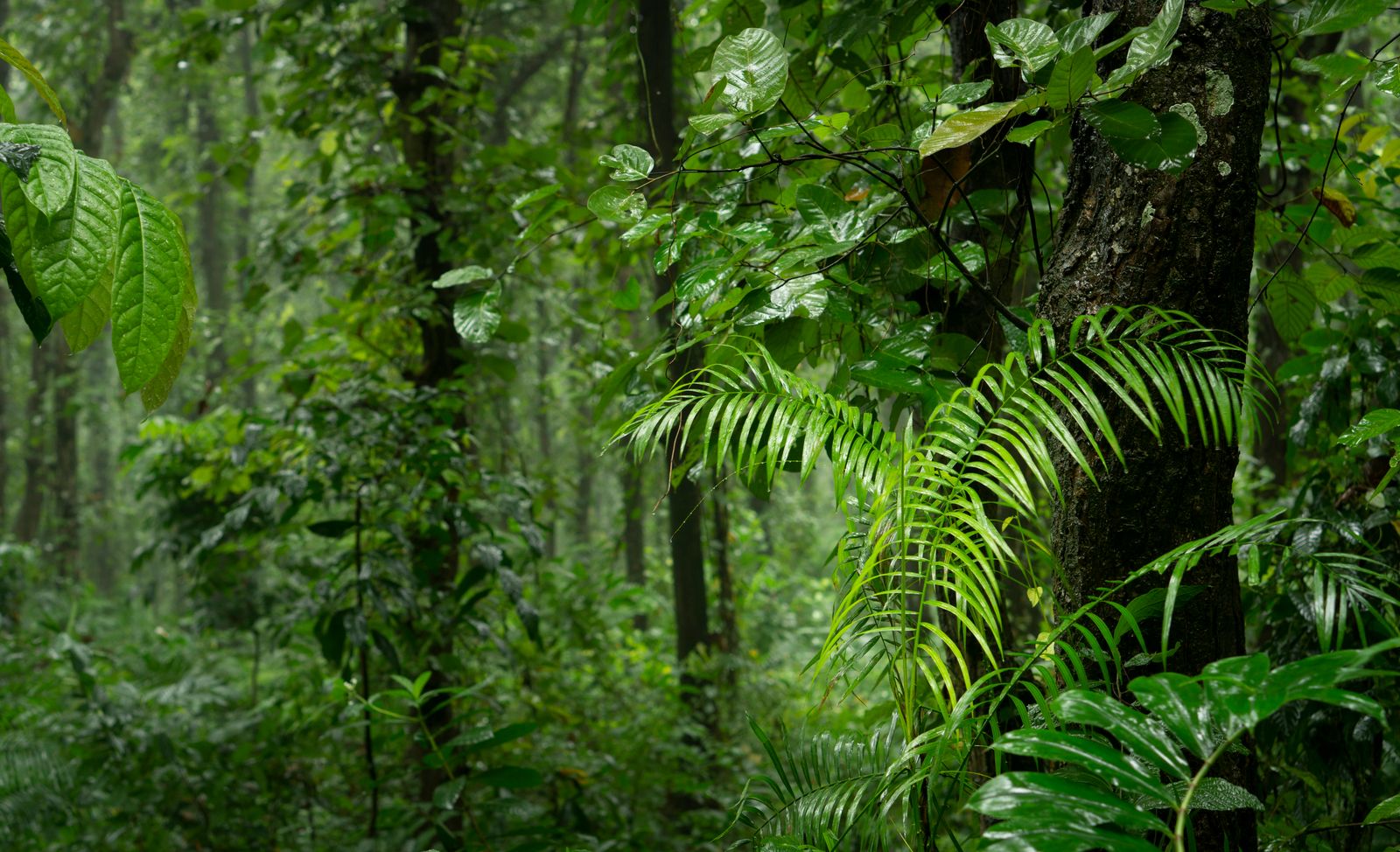 Lush green tropical rainforest — Koh Phangan National Park