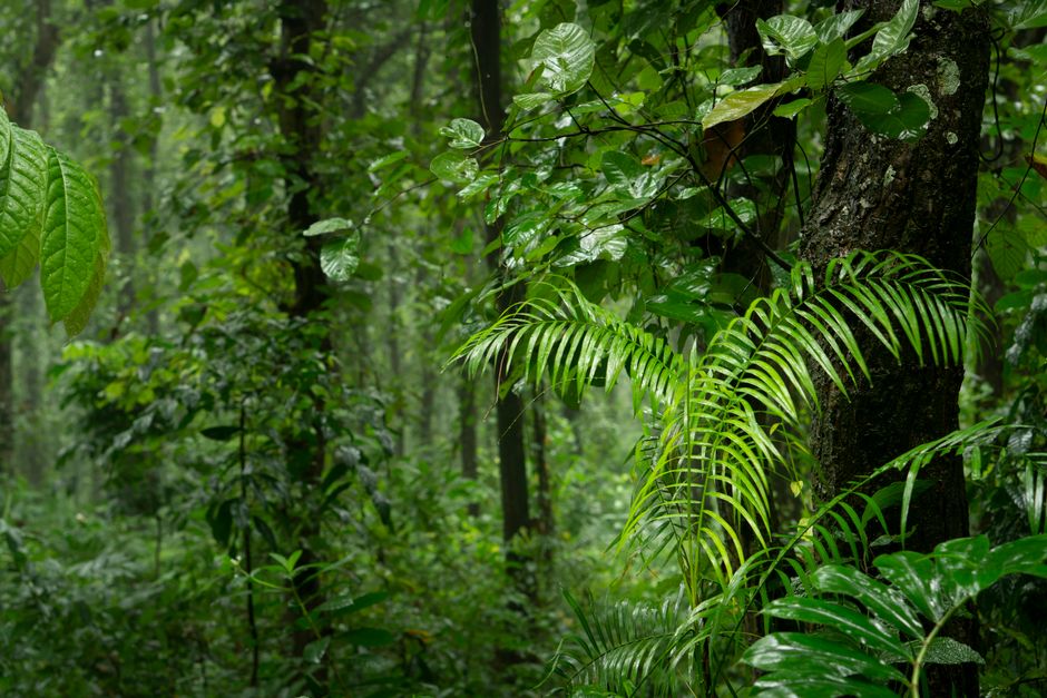Lush green tropical rainforest foliage — iboga is harvested from the root bark of Tabernanthe iboga, a shrub native to the rainforests of West-Central Africa