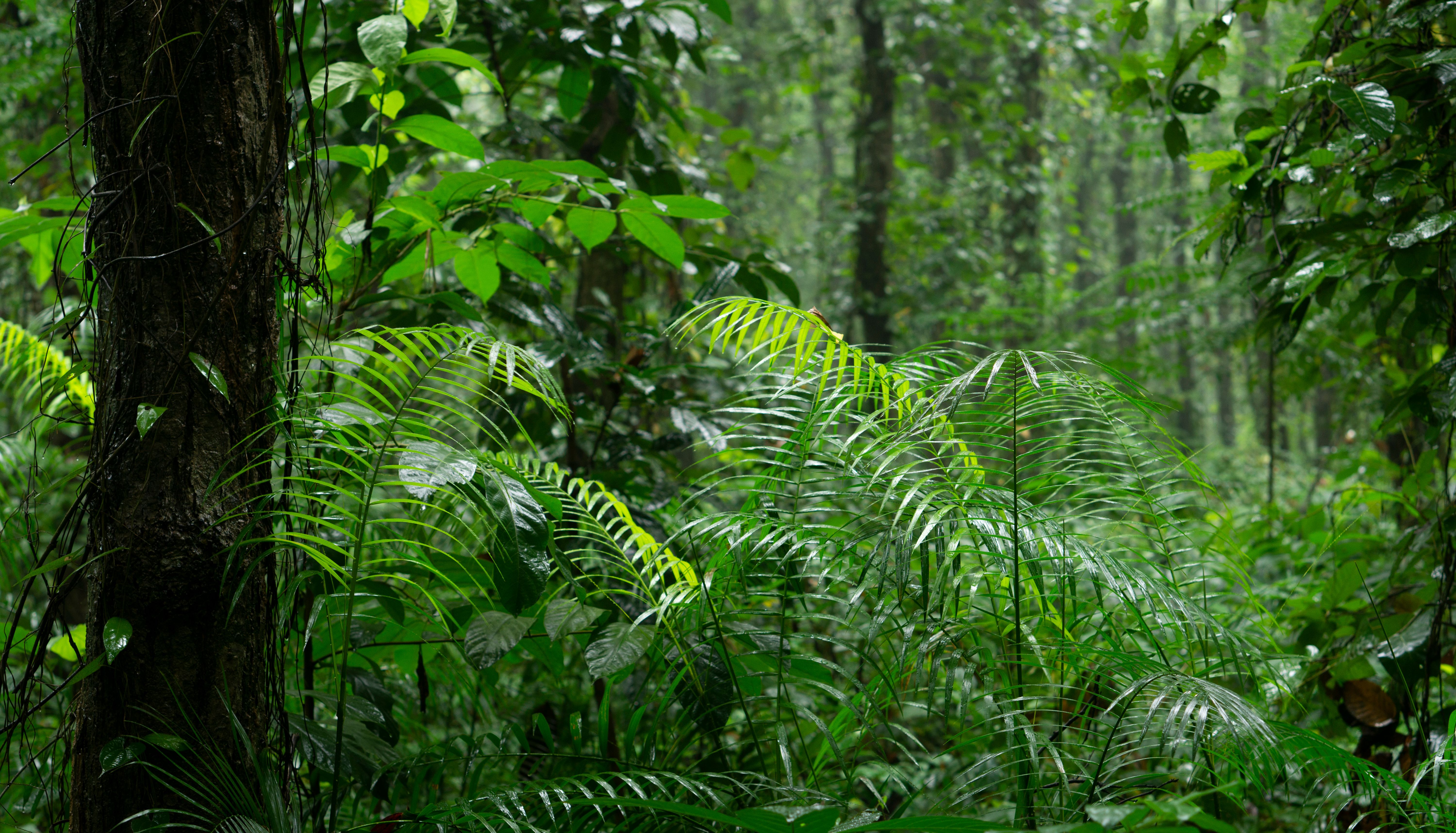 A tranquil view of a lush tropical rainforest with vibrant green ferns and towering trees.
