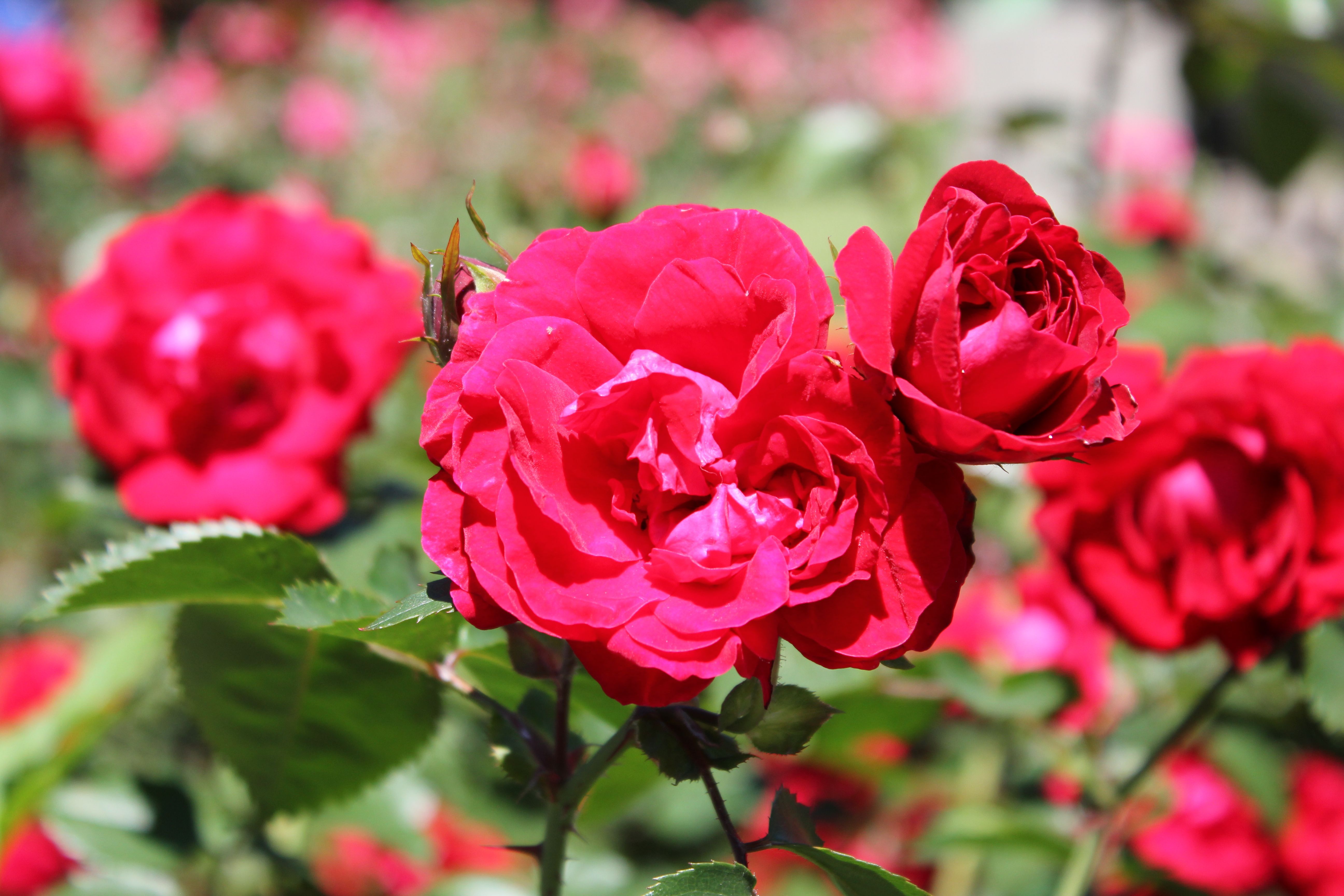 Vibrant Red Roses in Bloom Outdoors · Free Stock Photo