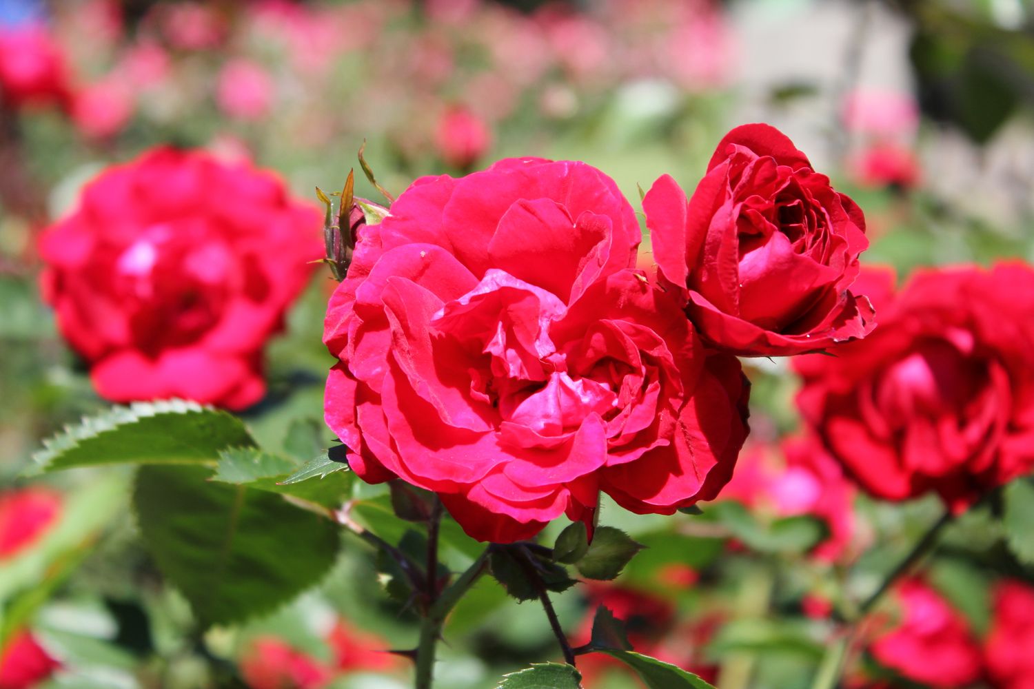 June Roses Photos, Download The BEST Free June Roses Stock Photos & HD ...