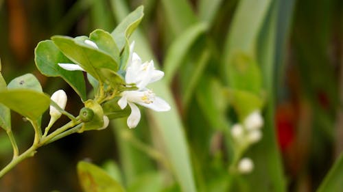 無料 白い花の植物 写真素材