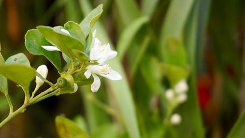 Free White jasmine flowers in bloom with green leaves in a garden setting. Stock Photo