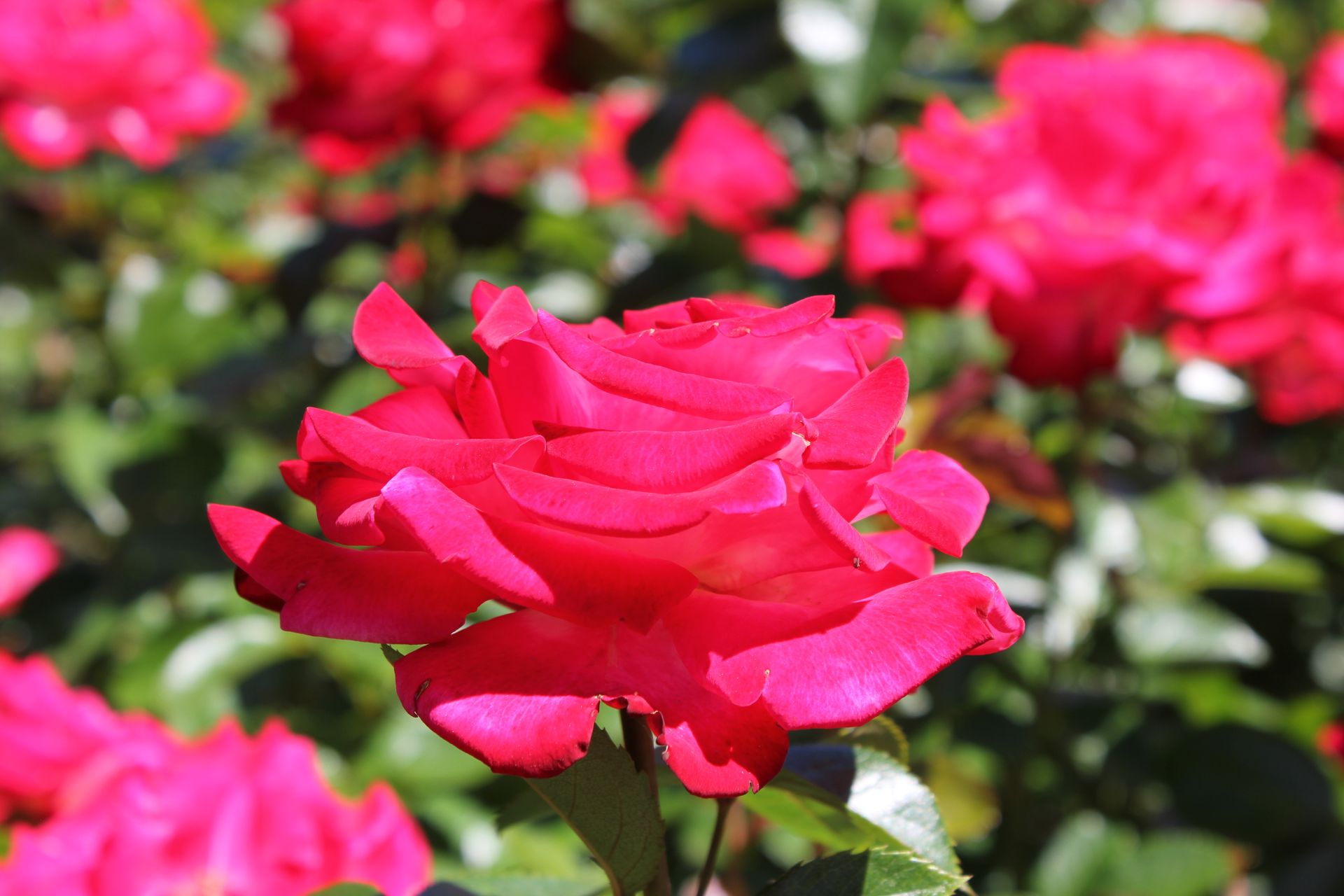 Close-up of a vibrant pink rose blooming in a Montreal garden.