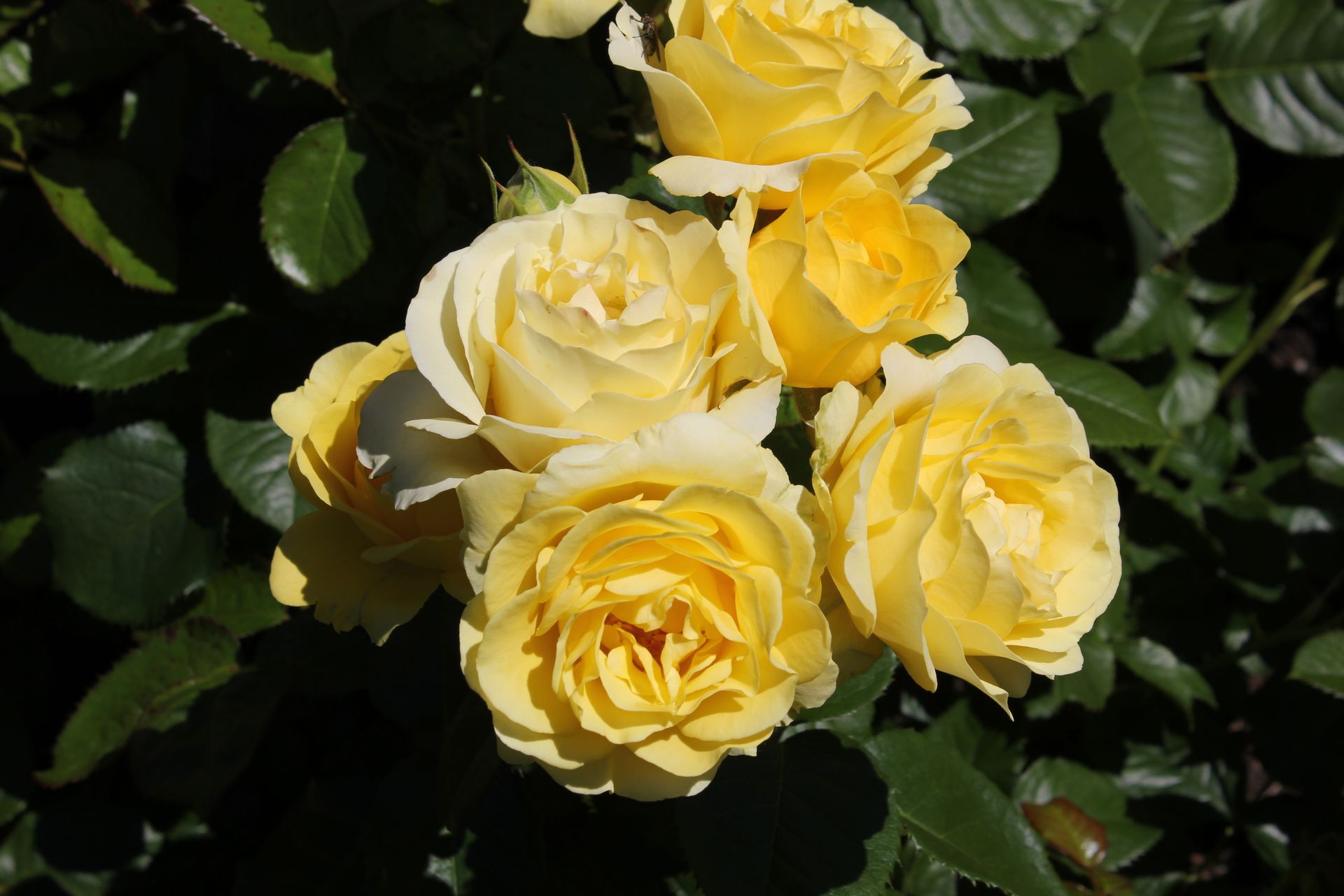 Close-up of vibrant yellow roses in full bloom surrounded by lush green leaves.