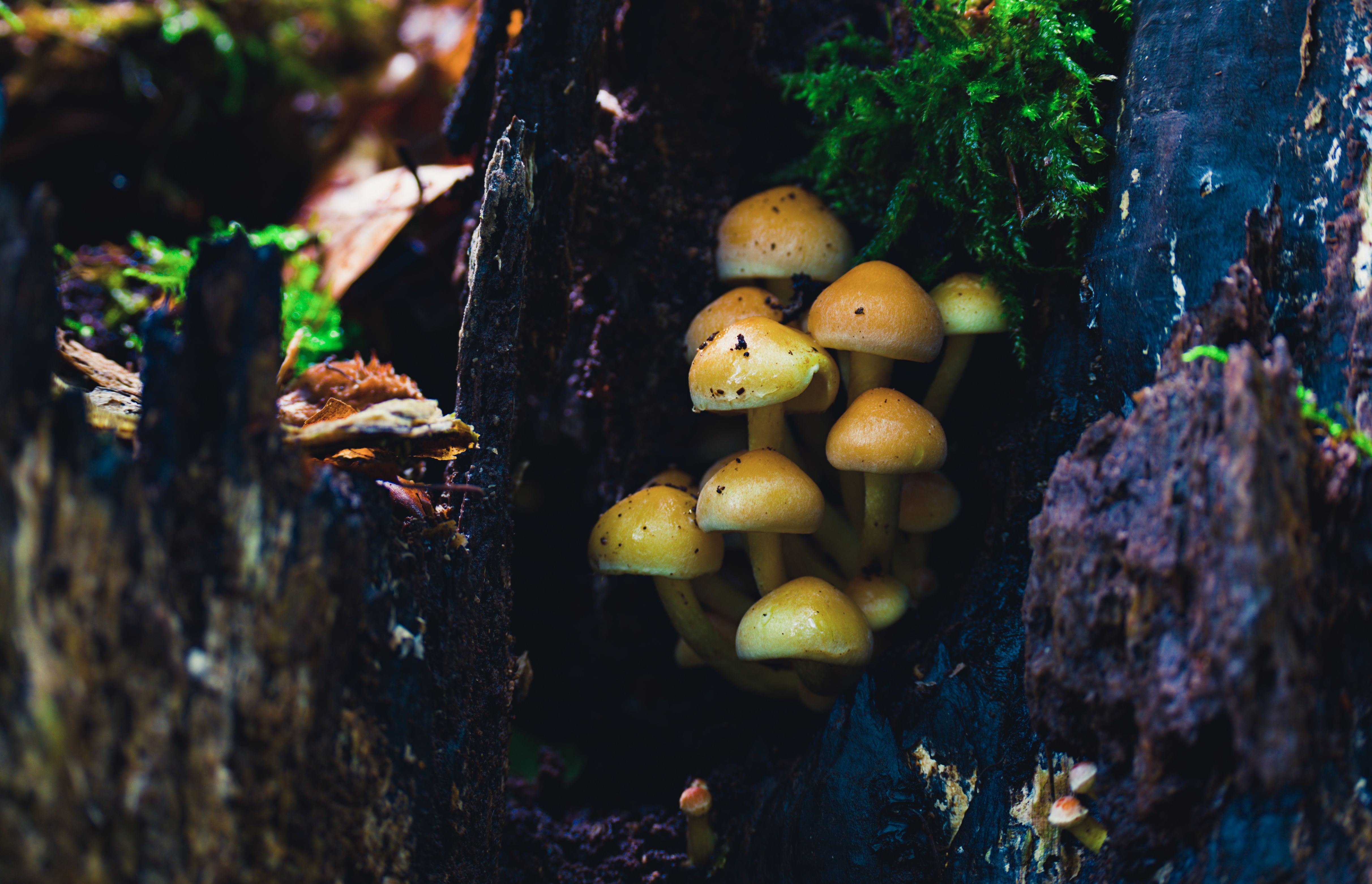 Mel selvagem revela biodiversidade da floresta filipina