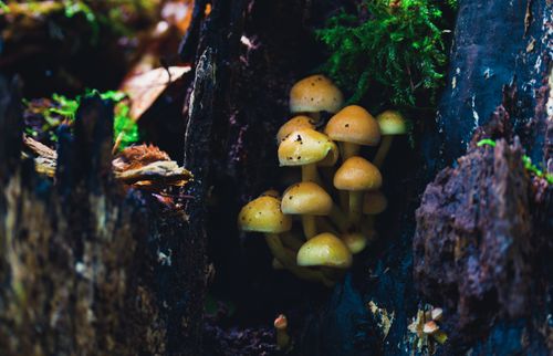 Free A vibrant cluster of mushrooms growing on a mossy log in a serene forest in Salzgitter, Germany. Stock Photo