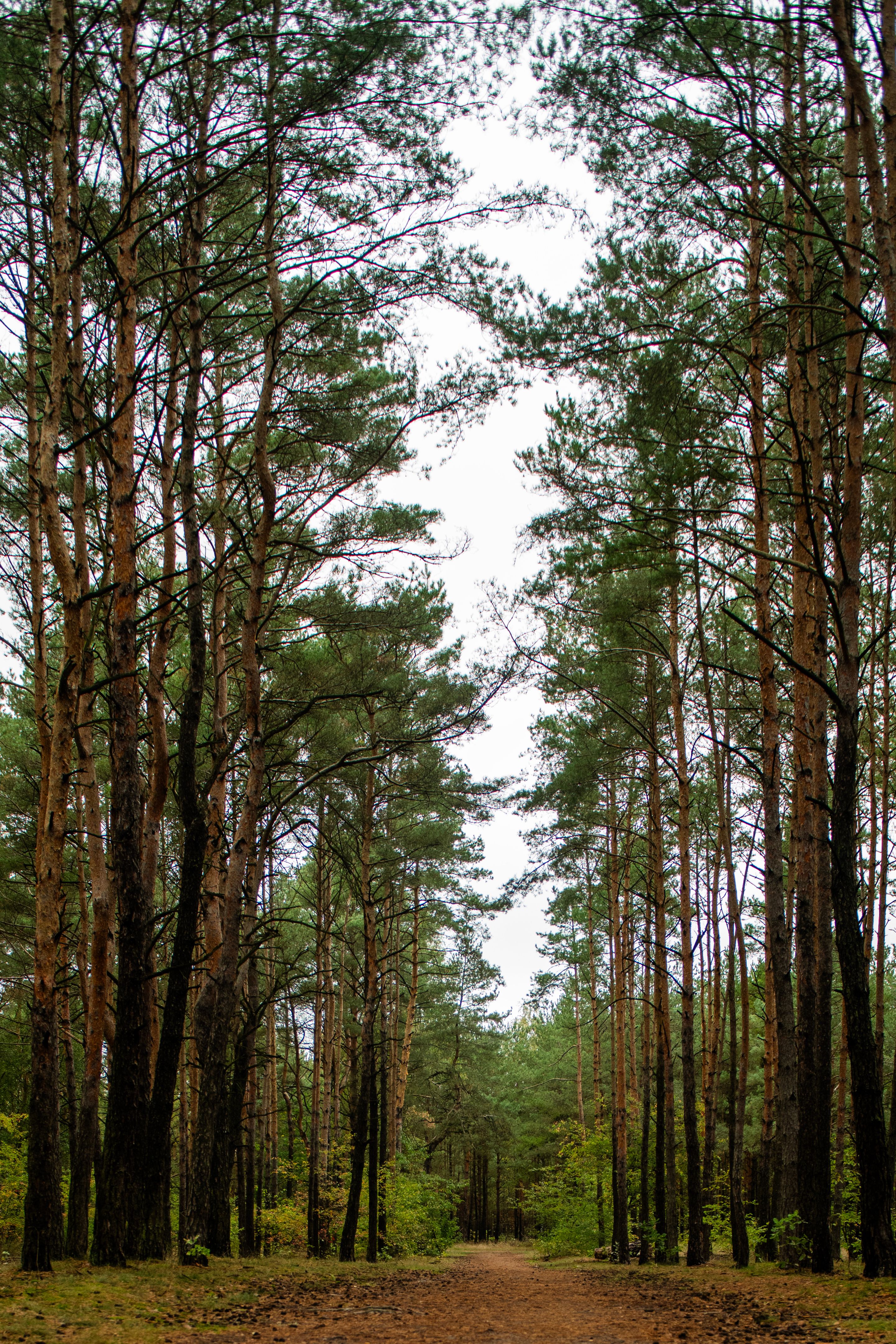 Tranquil Path Through Forest of Tall Pine Trees · Free Stock Photo
