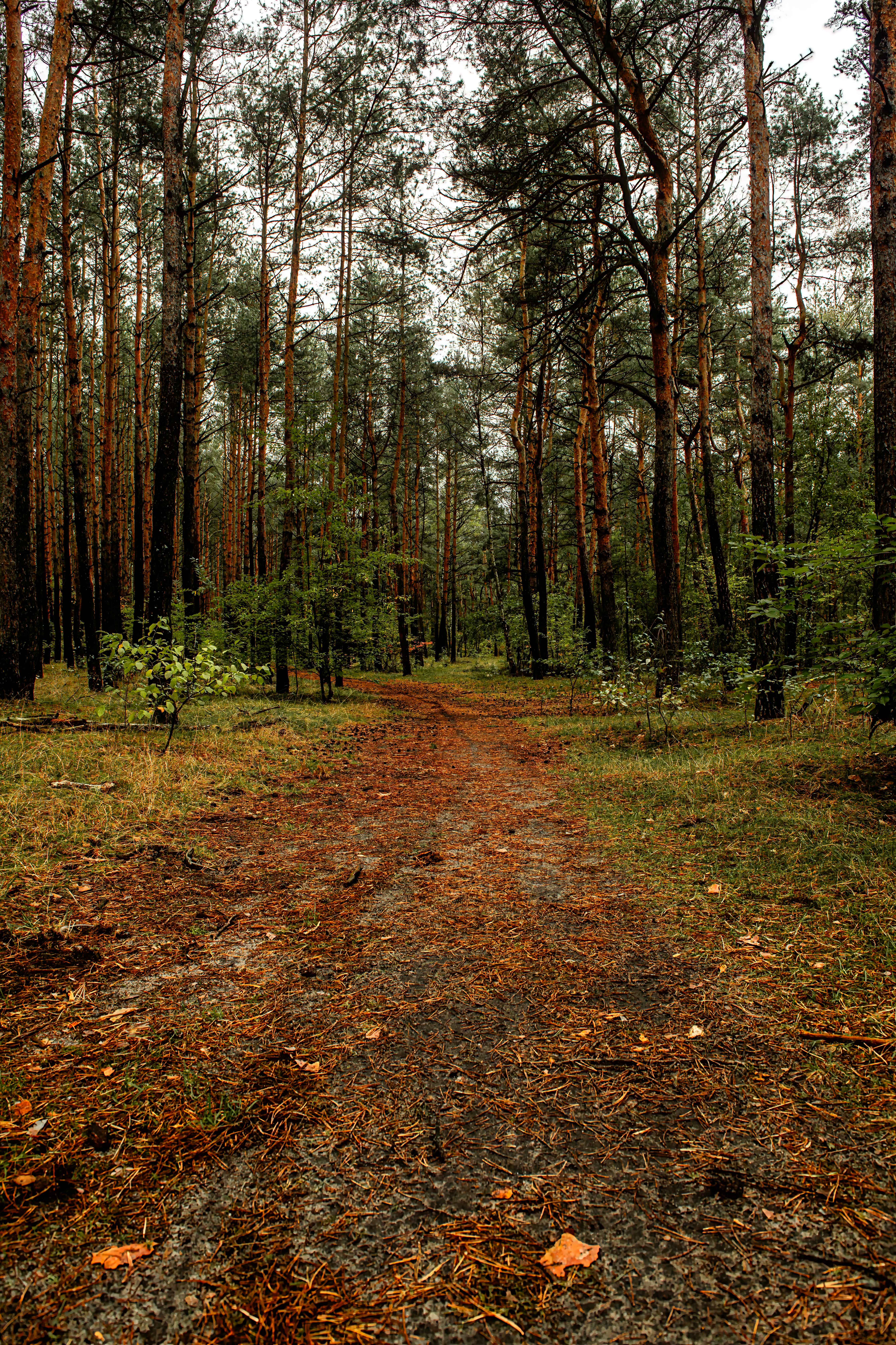 Serene Pine Forest Path During Autumn · Free Stock Photo