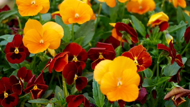 Close-up Of Yellow And Red Petaled Flowers