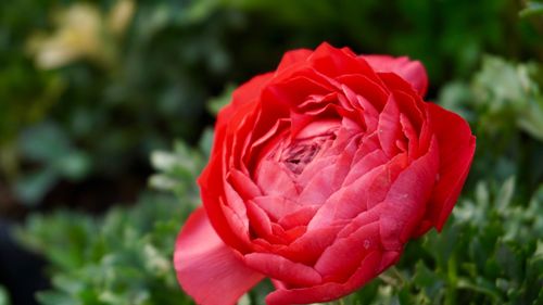 Free Close-up of a vibrant red ranunculus flower blooming outdoors with rich green foliage in the background. Stock Photo